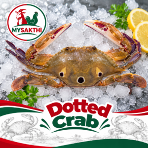 Dotted Crab